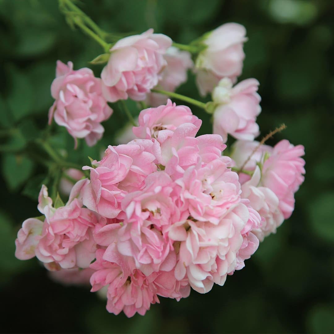 Aromatics International Victorian Blend Hydrosol 100ml | Classic Aromatic Mist for Daily Use