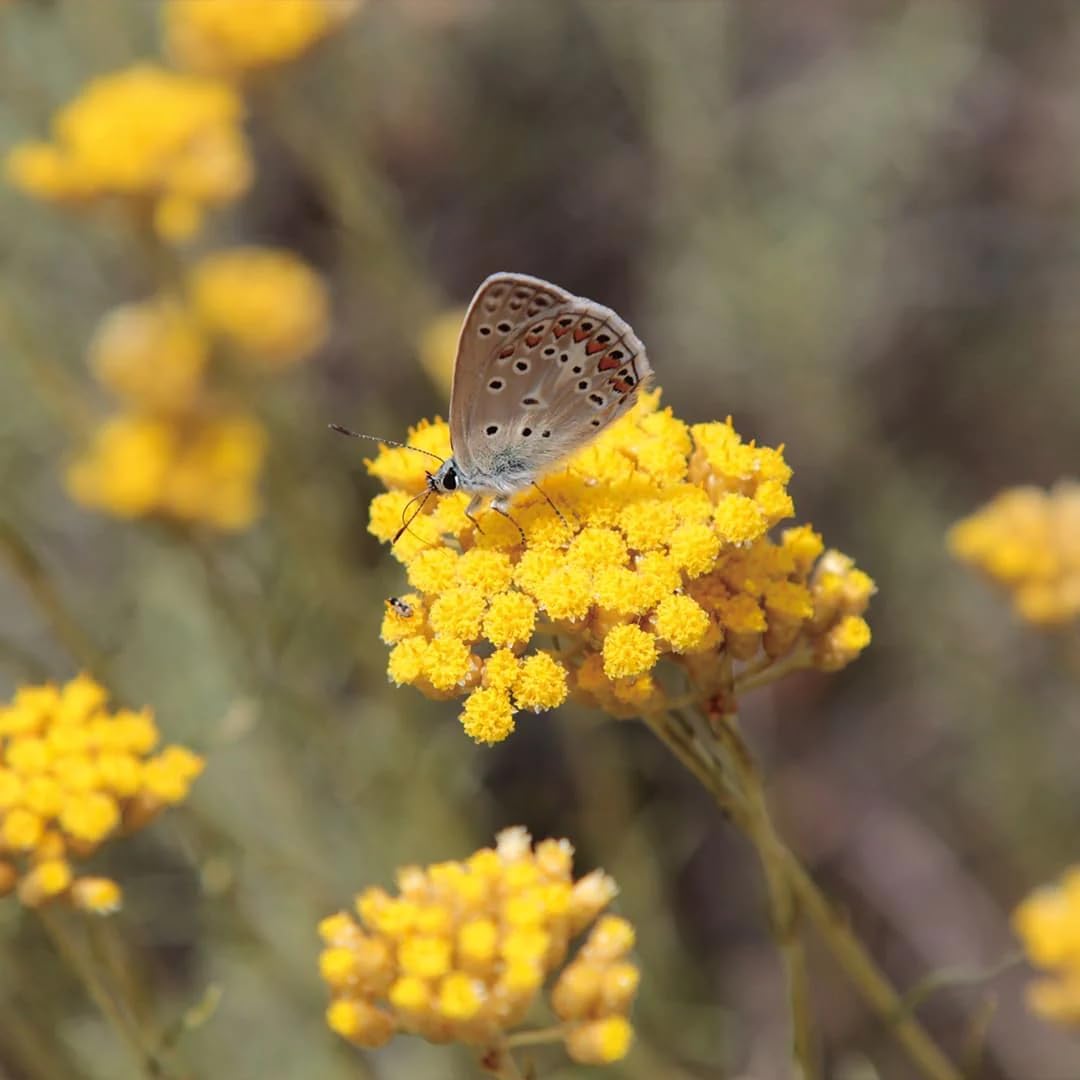 Aromatics International Helichrysum Hydrosol 100ml | Aromatic Mist for Space Refreshing