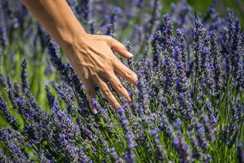 US Organic 100% Pure Lavender Essential Oil, Directly sourced from Bulgaria, USDA Certified Organic, Undiluted, for Diffuser, Humidifier, Massage, Skin, Hair Care, Non GMO, 10 ml